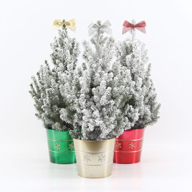 SMREKA PICEA GLAUCA S SNEGOM NOVO LETO L19