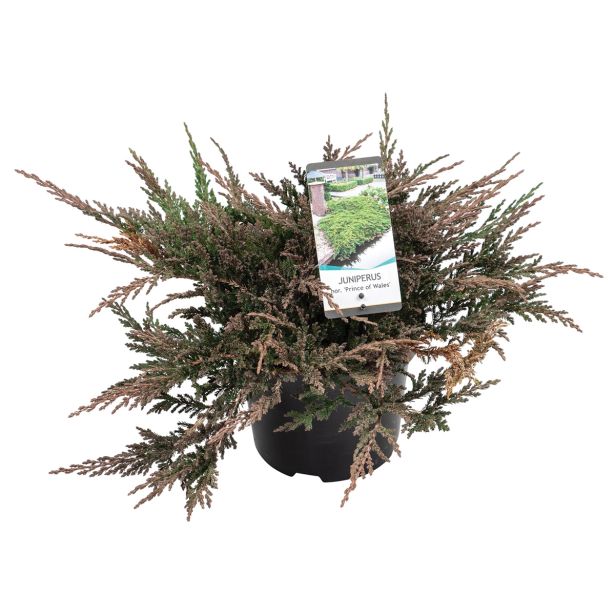 IGLAVEC PLAZEČI BRIN