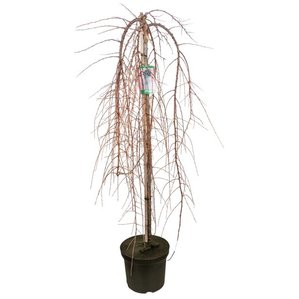 IGLAVEC POVEŠAVI NAVADEN MACESEN