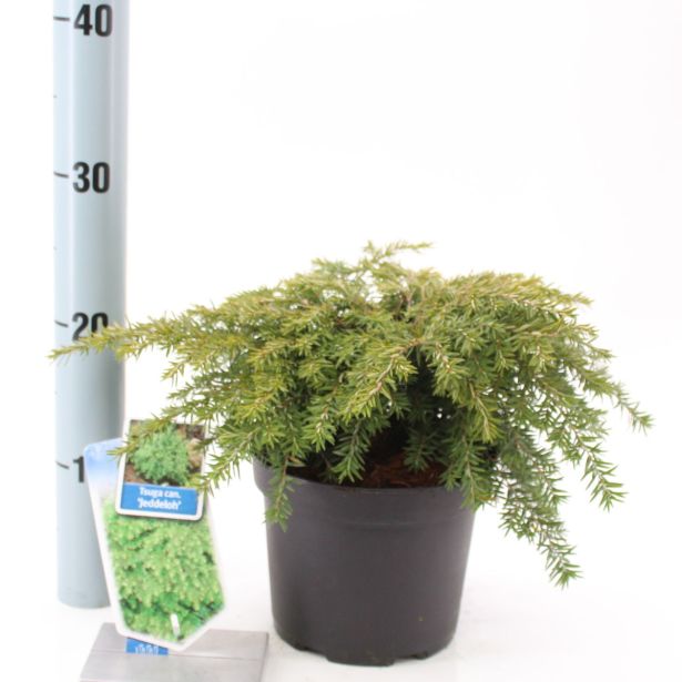 IGLAVEC PRITLIKAVA GNEZDASTA KANADSKA ČUGA L17