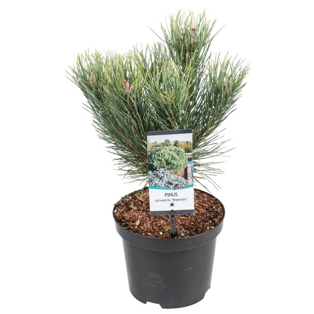 IGLAVEC PRITLIKAVI RDEČI BOR