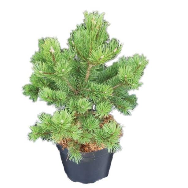 IGLAVEC RUŠEVJE GNOM