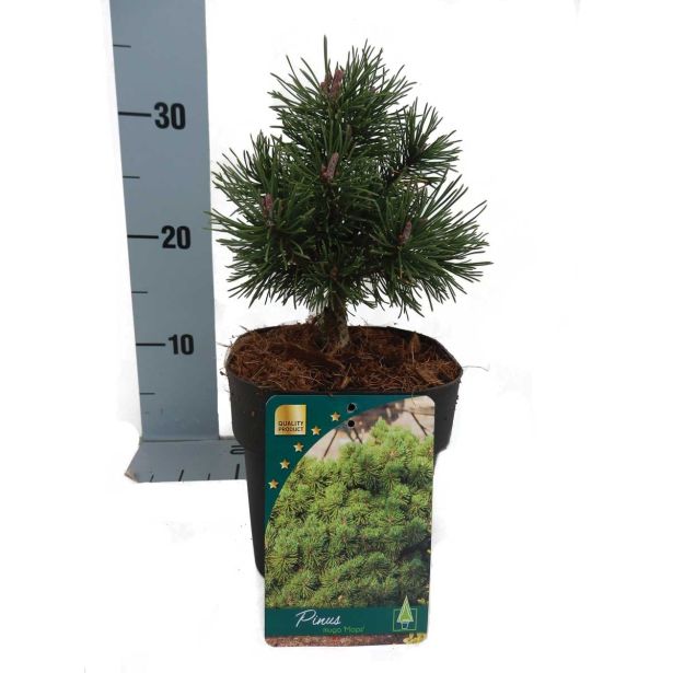 IGLAVEC RUŠEVJE MOPS