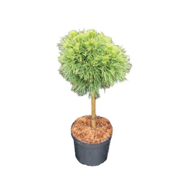 IGLAVEC RUŠEVJE NA STEBLU