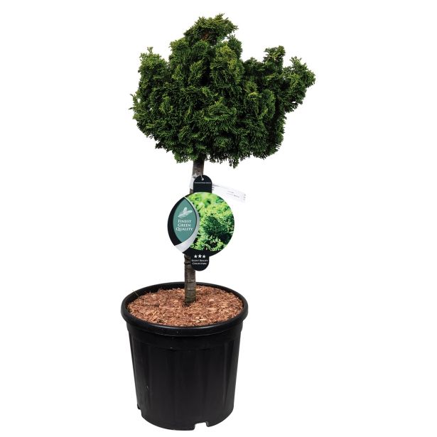 IGLAVEC ŠKOLKASTA PACIPRESA