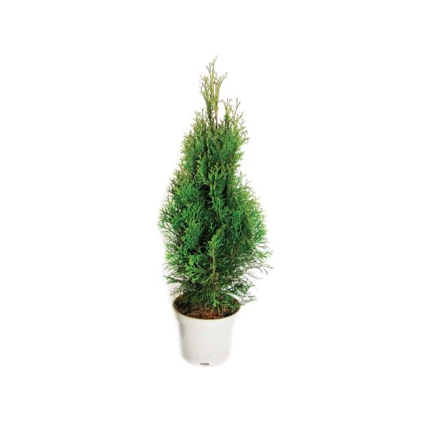 IGLAVEC SMARAGDNI KLEK