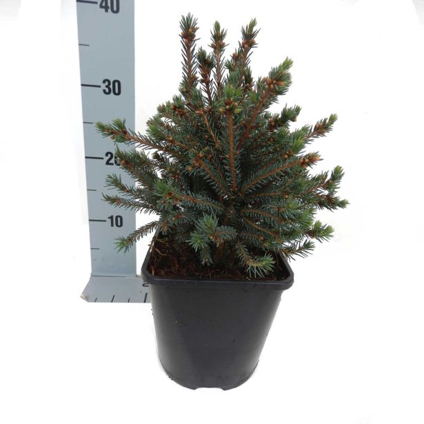 IGLAVEC SMREKA ECHINIFORMIS