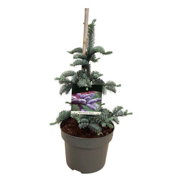 IGLAVEC SREBRNA JELKA (ABIES PROCERA GLAUCA) L21 CM