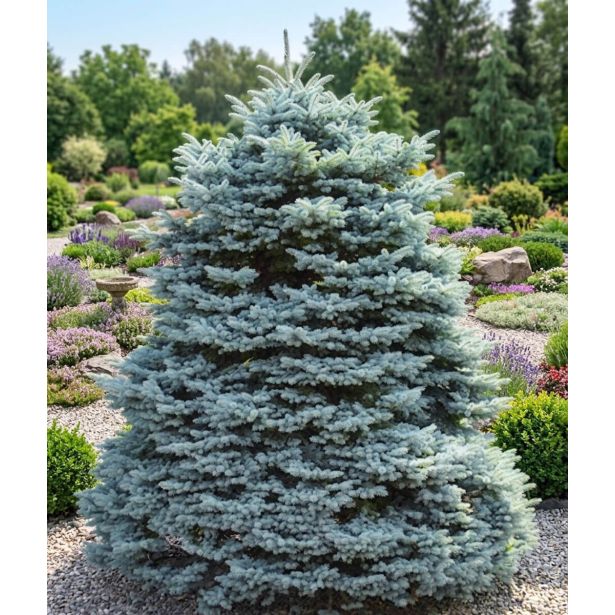 IGLAVEC SREBRNA JELKA (ABIES PROCERA GLAUCA) L21 CM