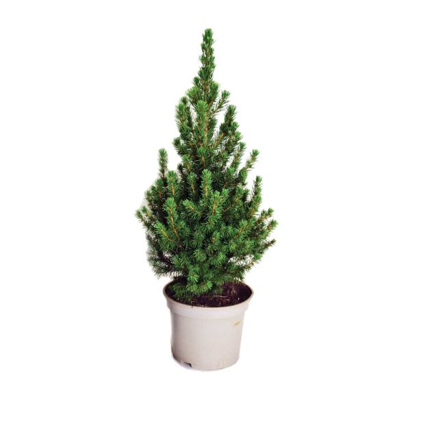 IGLAVEC STOŽČASTA SMREKA