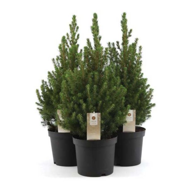 IGLAVEC STOŽČASTA SMREKA PICCOLO