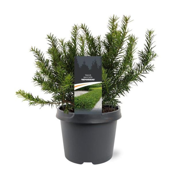 IGLAVEC TAXUS BACCATA REPANDENS L19 CM