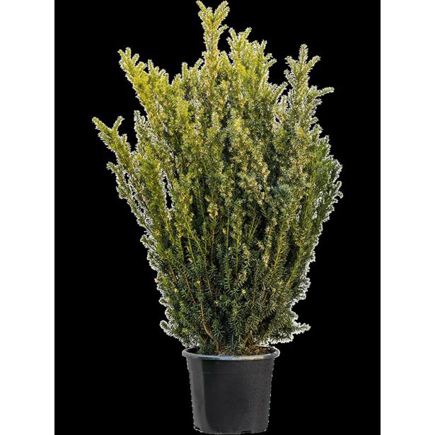 IGLAVEC TISA BREZ PLODOV L15