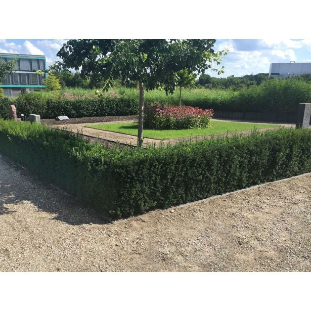 IGLAVEC TISA BREZ PLODOV L15