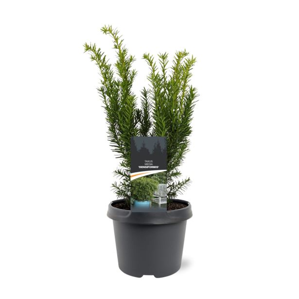 IGLAVEC TISA DENSIFORMIS L19