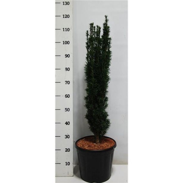 IGLAVEC TISA "FASTIGIATA ROBUSTA" L38