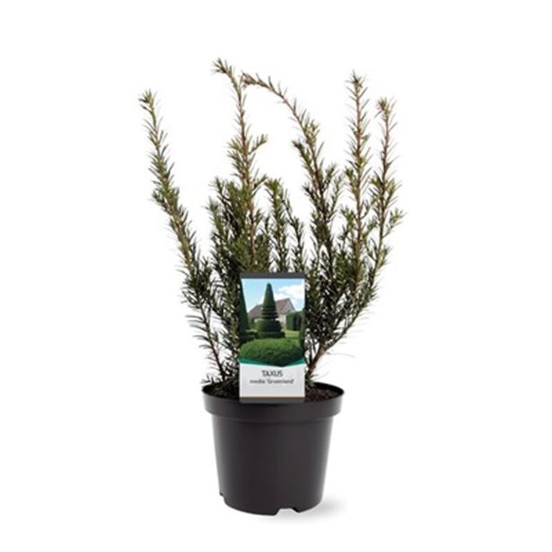 IGLAVEC TISA "GROENLAND" L19