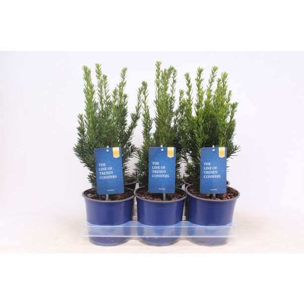 IGLAVEC TISA HILLII L15