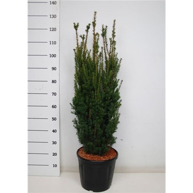 IGLAVEC TISA HILLII L38