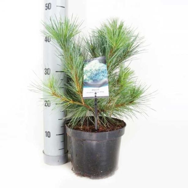 IGLAVEC ZELENI BOR RADIATA