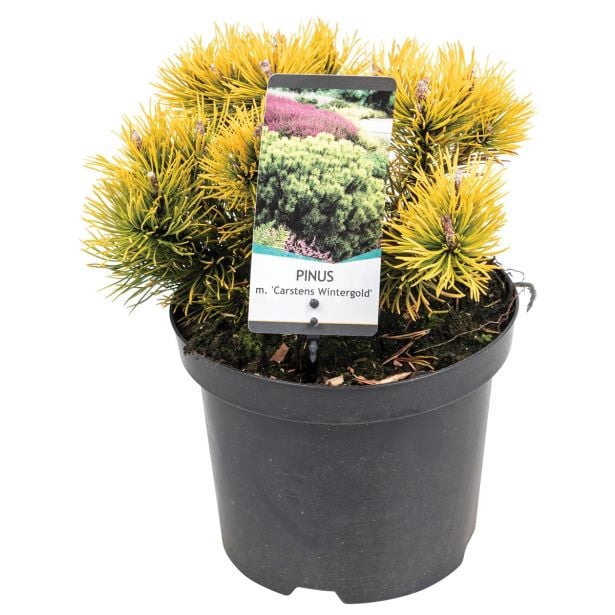 IGLAVEC ZLATO RUŠEVJE