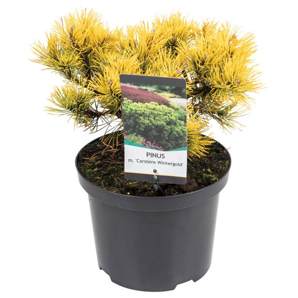 IGLAVEC ZLATO RUŠEVJE