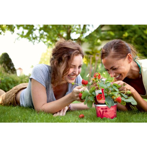 JAGODA VOLMARY 10.5 CM ELAN F1