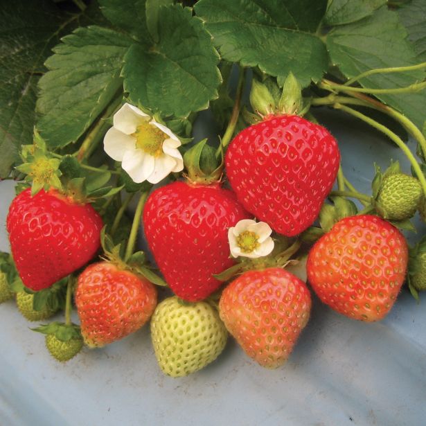 JAGODA VOLMARY BELMONA SUMMER ZA MARMELADE L13