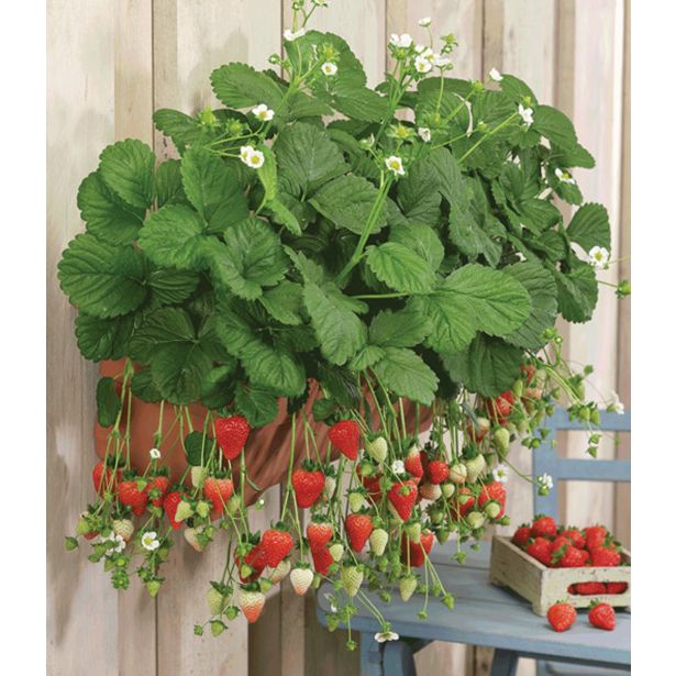 JAGODA DOBRO & ZDRAVO CUPIDO L10.5