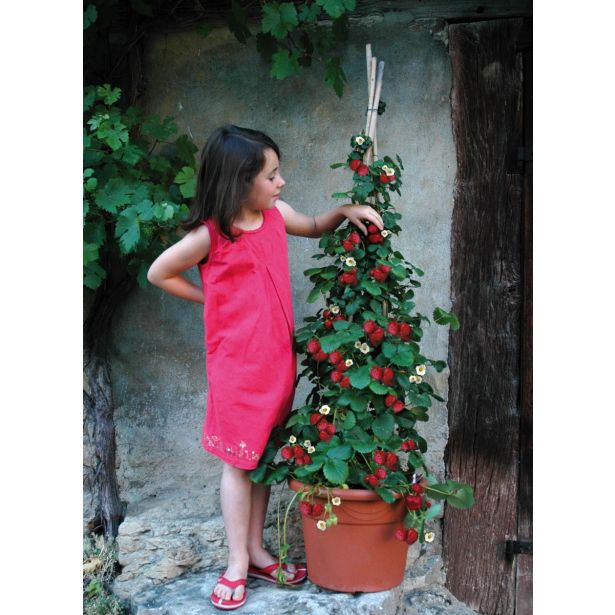 JAGODA DOBRO & ZDRAVO VZPENJAVA L12