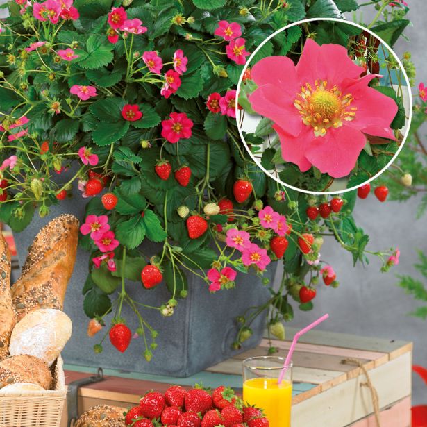 JAGODA VOLMARY ELAN L11 MESEČNA JAGODA FRAGARIA ANANASSA