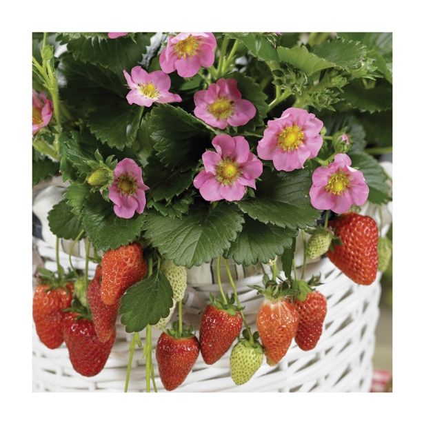 JAGODA VOLMARY FRAGARIA X ANANASSA GASANA L13