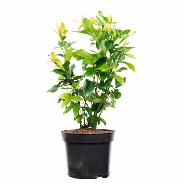 JAGODIČEVJE AMERIŠKA BOROVNICA BLUECROP