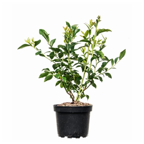 JAGODIČEVJE AMERIŠKA BOROVNICA DARROW