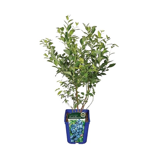 JAGODIČEVJE AMERIŠKA BOROVNICA HORTBLUE PETITE