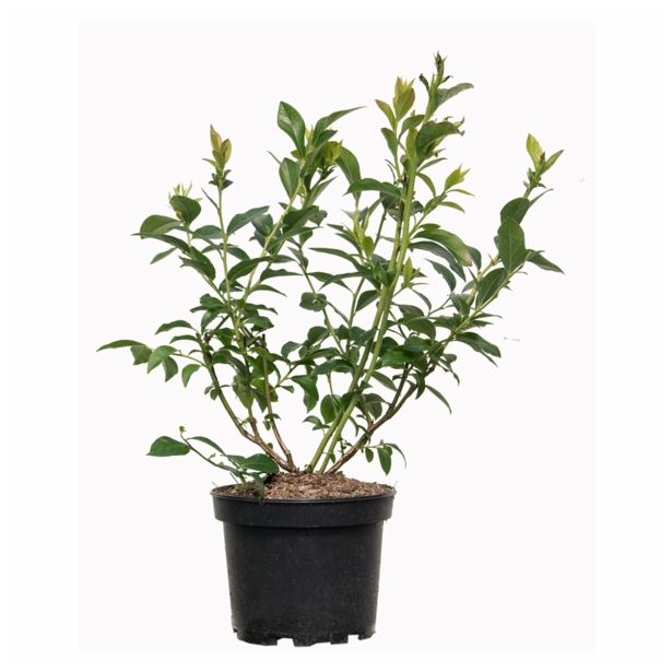 JAGODIČEVJE AMERIŠKA BOROVNICA PATRIOT