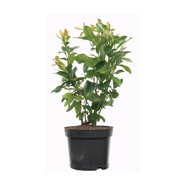 JAGODIČEVJE BIO AMERIŠKA BOROVNICA BLUE CROP