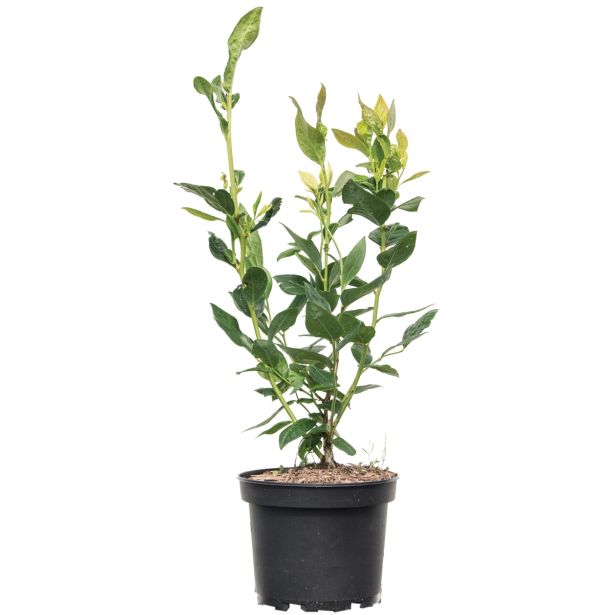 JAGODIČEVJE BIO AMERIŠKA BOROVNICA GOLDTRAUBE