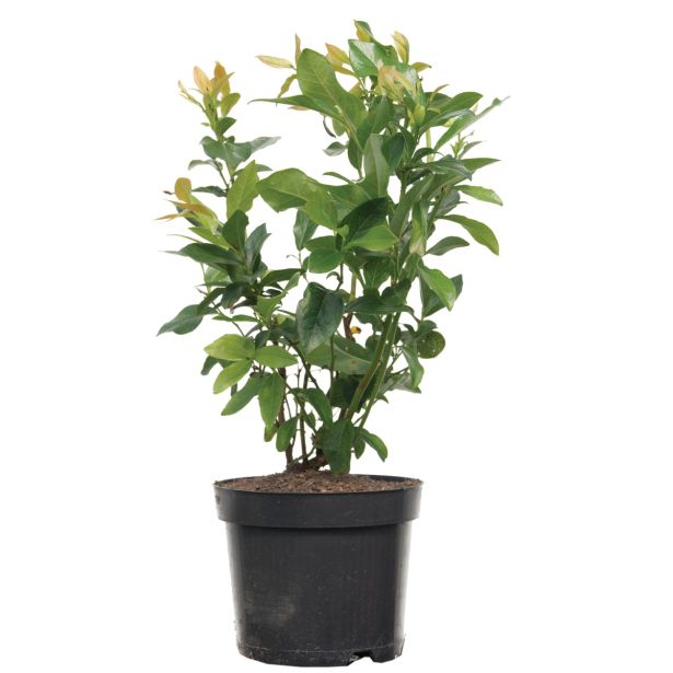 JAGODIČEVJE BIO AMERIŠKA BOROVNICA PATRIOT