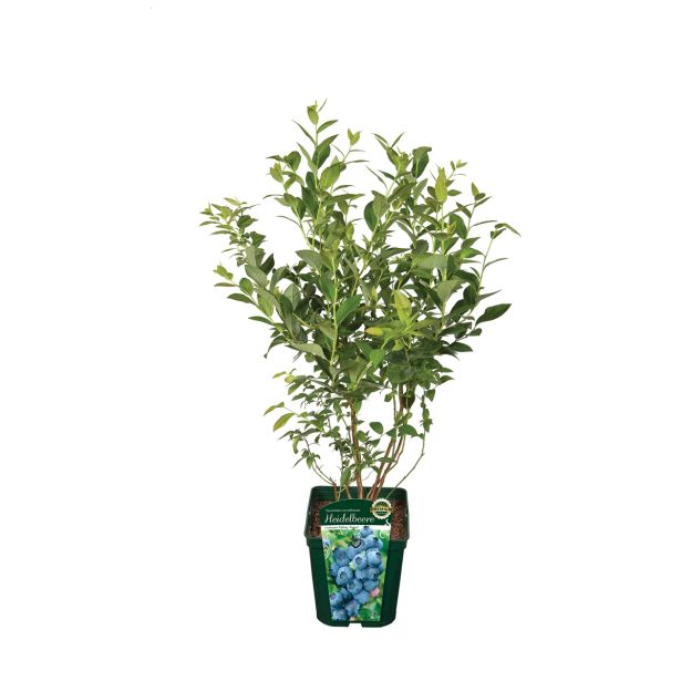 JAGODIČEVJE BIO AMERIŠKA BOROVNICA PATRIOT