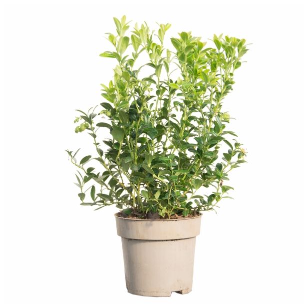 JAGODIČEVJE BRUSNICA RED PEARL