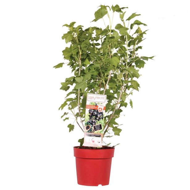 JAGODIČEVJE ČRNI RIBEZ