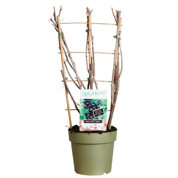 JAGODIČEVJE ČRNI RIBEZ