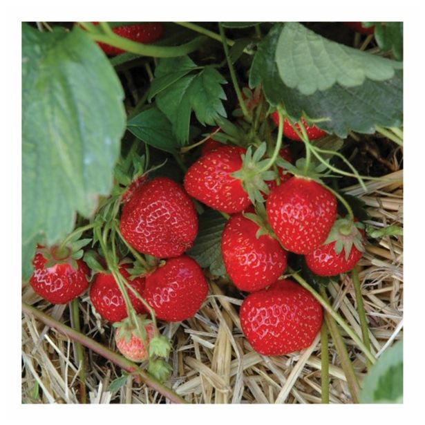 JAGODA DOBRO & ZDRAVO L10.5