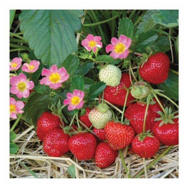 JAGODA DOBRO & ZDRAVO L12