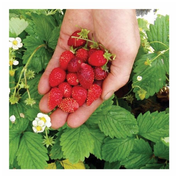 JAGODA DOBRO & ZDRAVO L10.5