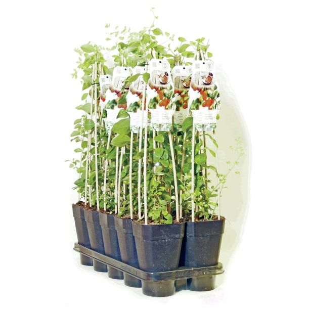 JAGODIČEVJE GOJI JAGODA