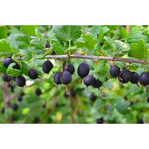 JAGODIČEVJE JOST RIBES NIDIGROLARIA 2L