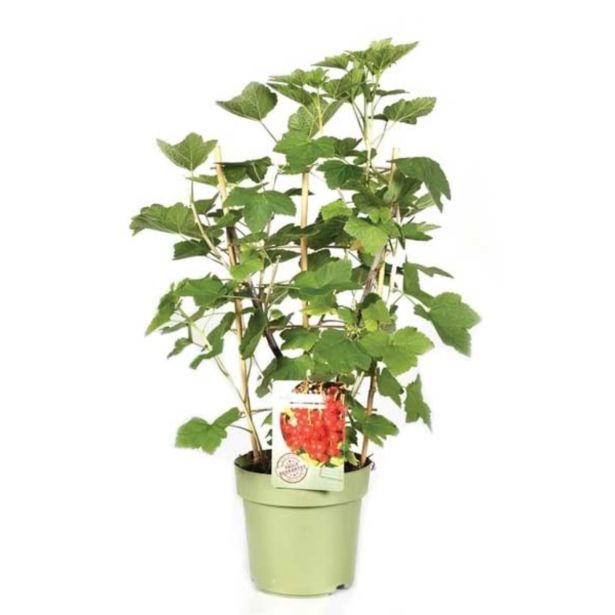 JAGODIČEVJE RDEČI RIBEZ