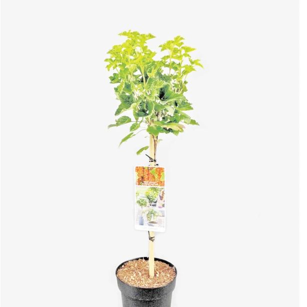 JAGODIČEVJE RDEČI RIBEZ